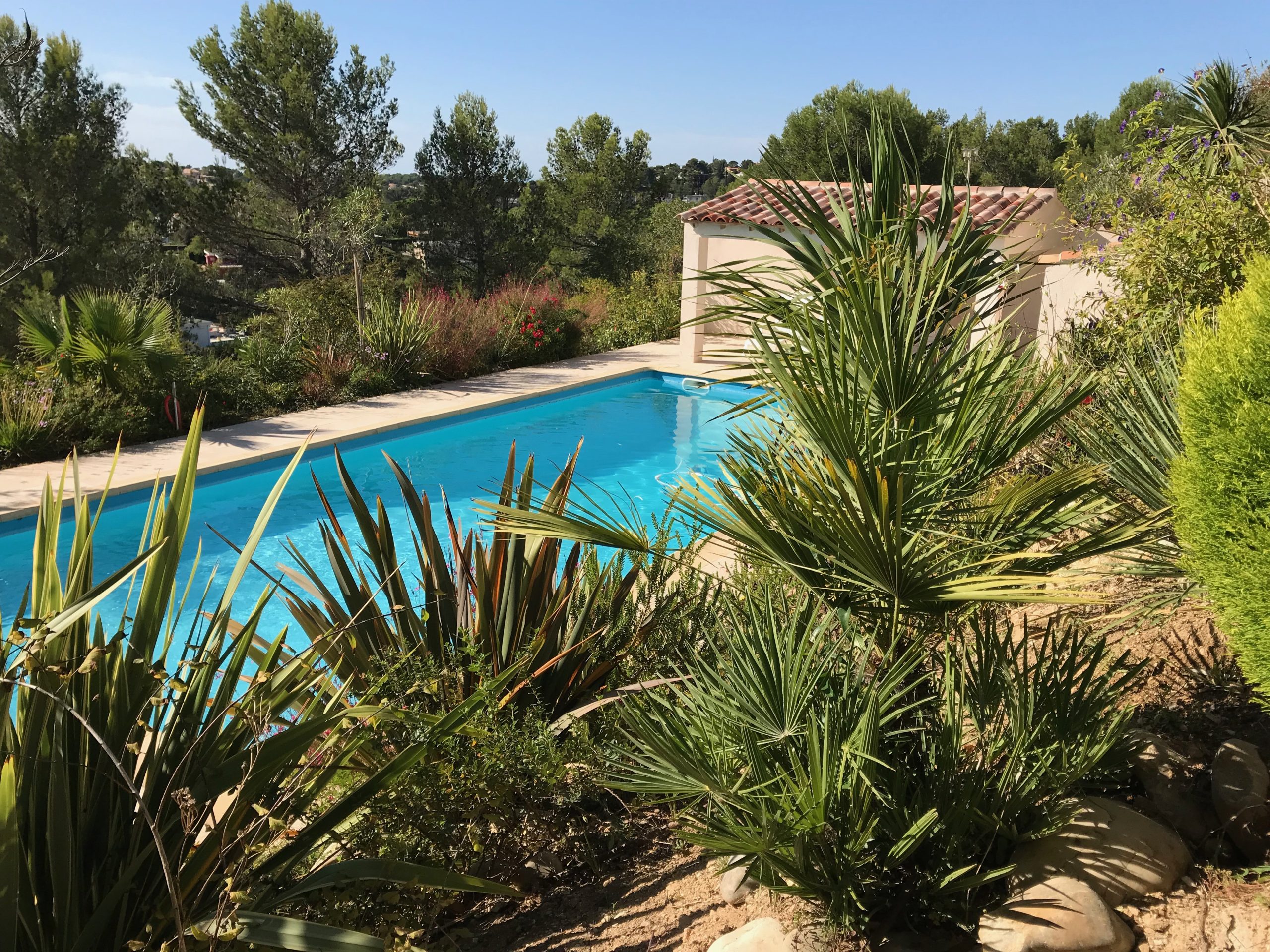 Piscine paysagée avec palmiers et plantations méditerranéennes Carnoux-en-Provence