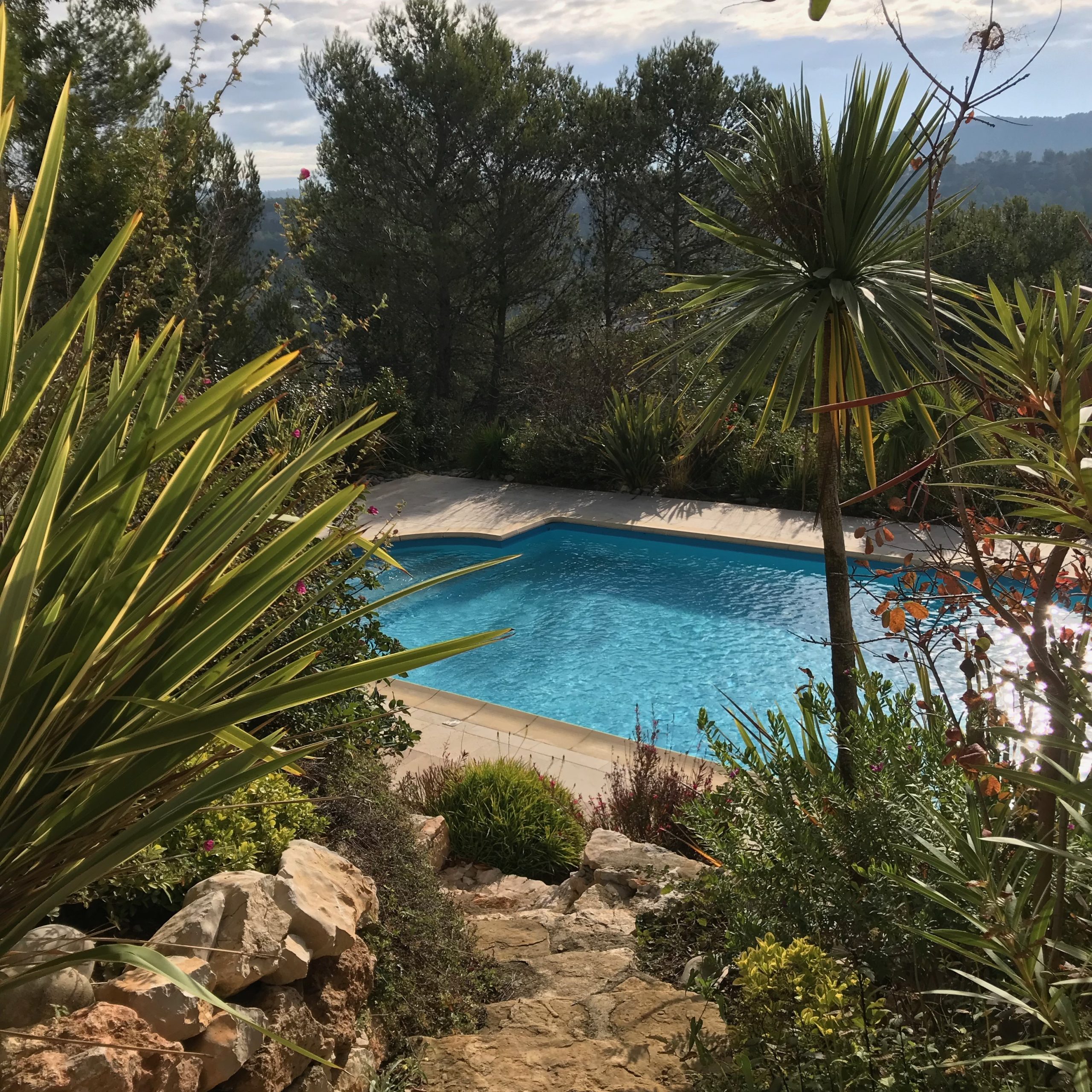 Piscine vue à travers palmiers et yuccas collines Carnoux-en-Provence