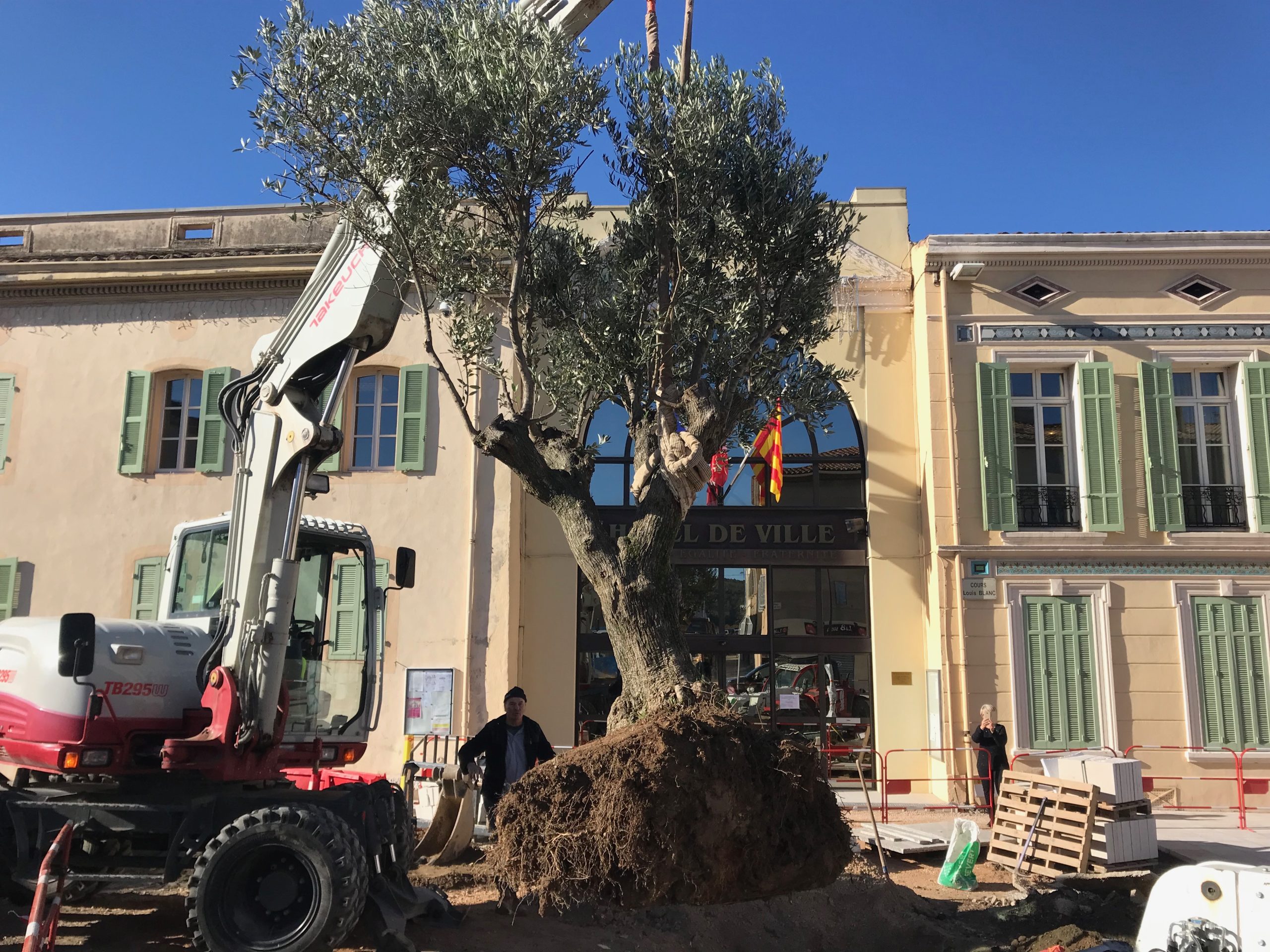 Plantation olivier centenaire à la grue devant Hôtel de Ville Saint-Zacharie