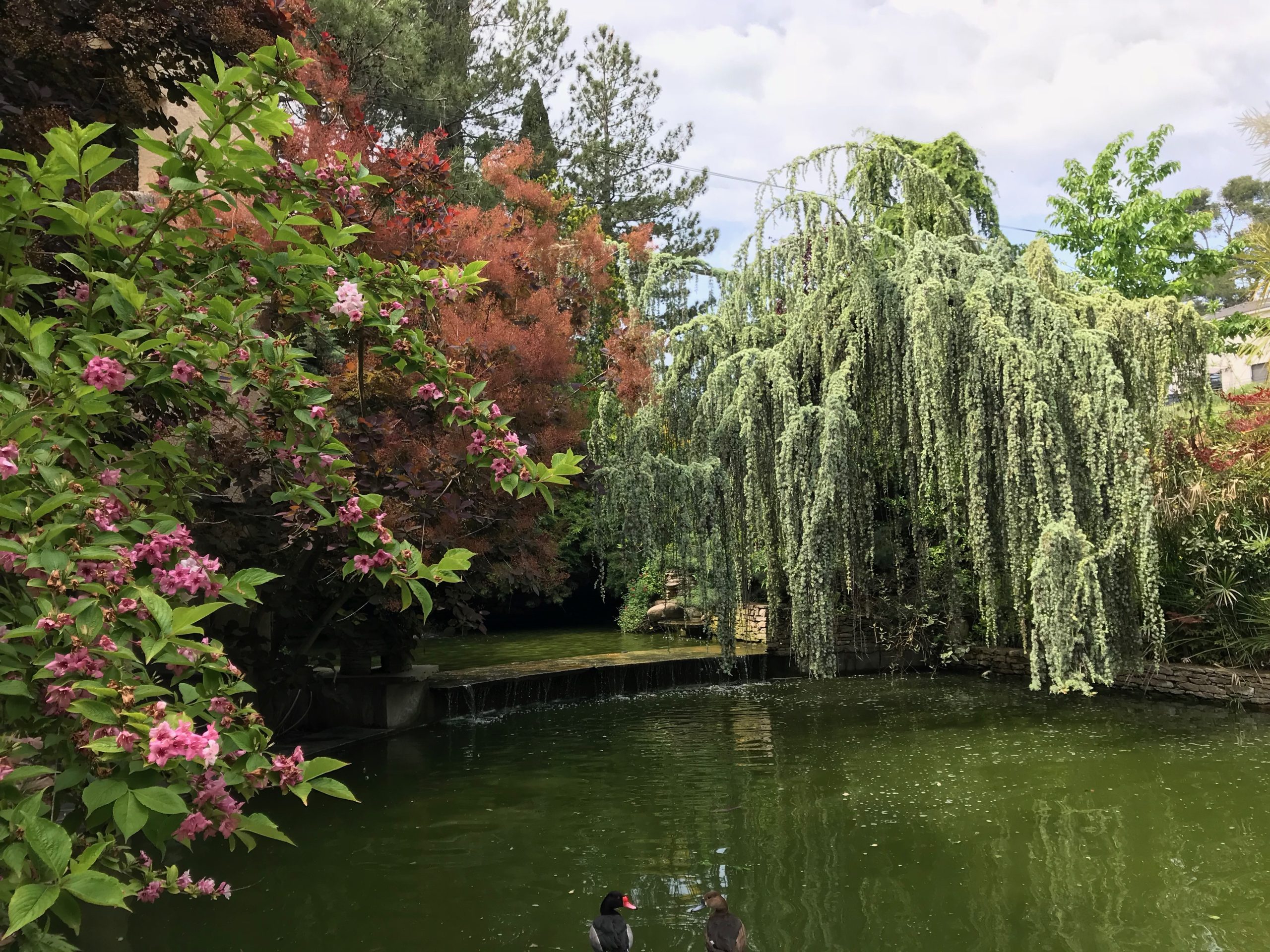 Point d'eau intégré dans un aménagement paysager complet en Provence